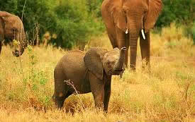 elephants samburu game reserve