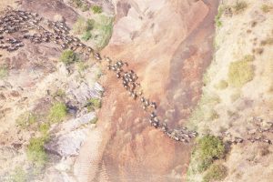 Read more about the article 4 Days Masai Mara / Lake Nakuru Camping Safari