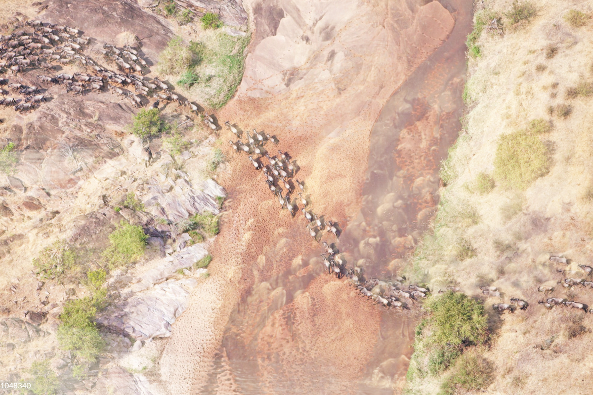 Read more about the article 4 Days Masai Mara / Lake Nakuru Camping Safari