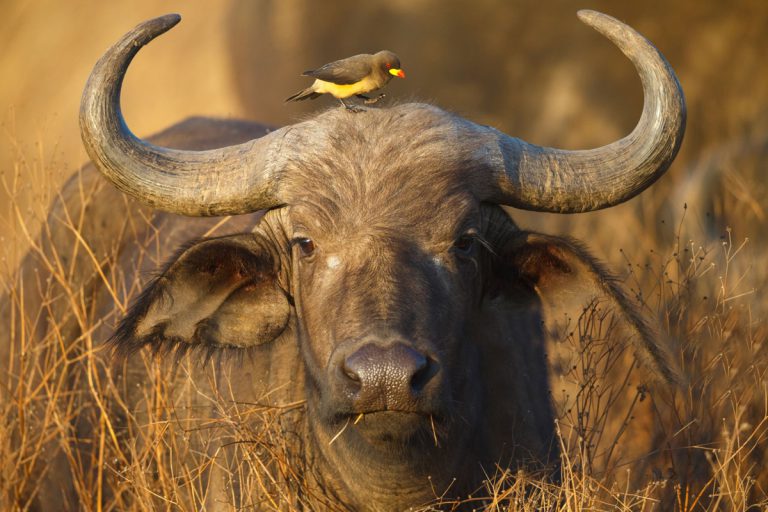 4 Days Lake Manyara Serengeti Ngorongoro Camping Safari