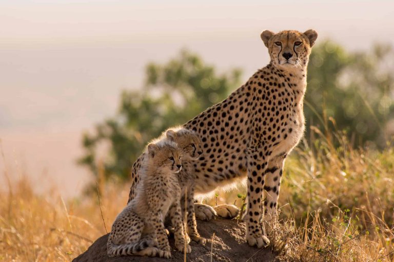 5 Days Sirimon – Chogoria Route