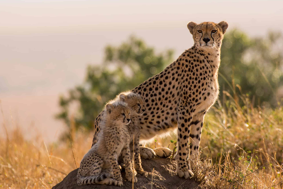 You are currently viewing 5 Days Sirimon – Chogoria Route