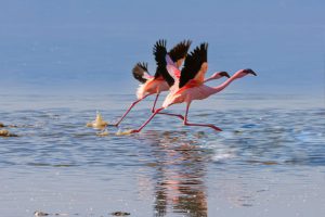 Read more about the article 7 Days Masai Mara, Lake Nakuru, Bogoria, Baringo, Samburu Camping Safari