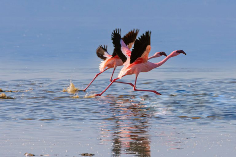 7 Days Masai Mara, Lake Nakuru, Bogoria, Baringo, Samburu Camping Safari