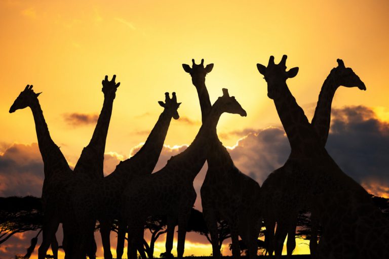 7 Days Taragire – Ngorongro – Serengeti – Lake Manyara Budget Camping Safari