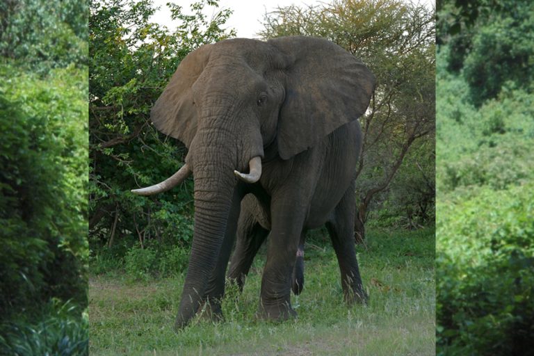 4 Days Chogoria Route