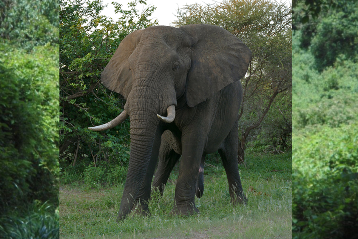 You are currently viewing 4 Days Chogoria Route