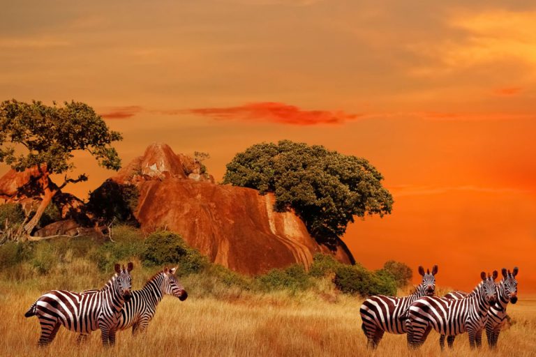 5 Days Tarangire – Serengeti – Ngorongoro Budget Camping Safari